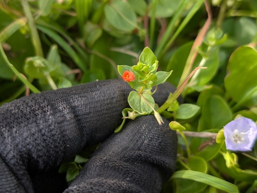 Lysimachia arvensis observed 2026-02-19