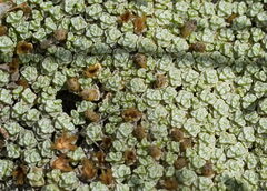Raoulia parkii, photograph (c) William Harland, some rights reserved (CC BY)