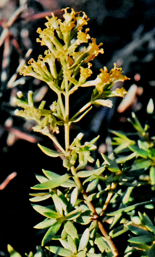 Dubautia linearis ssp. hillebrandii