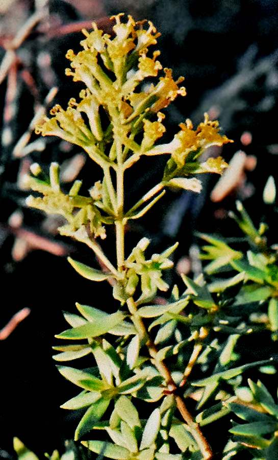 Dubautia linearis ssp. hillebrandii