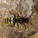 Marsham's Nomad Bee - Photo (c) Mike Kerry, some rights reserved (CC BY-NC), uploaded by Mike Kerry