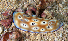 Goniobranchus leopardus