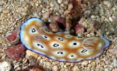 Goniobranchus leopardus