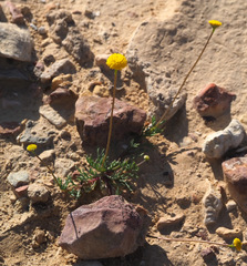 Aaronsohnia factorovskyi