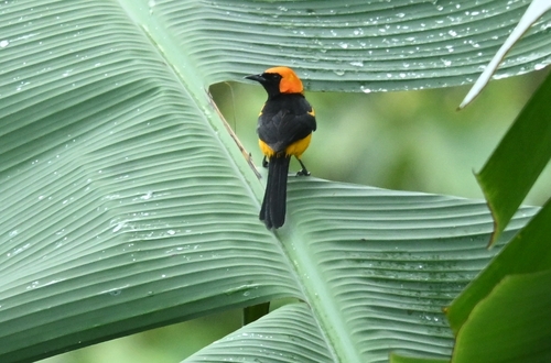 Orange-crowned Oriole (Icterus auricapillus), photo 2