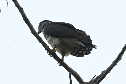 Hook-billed Kite (Chondrohierax uncinatus), photo 6