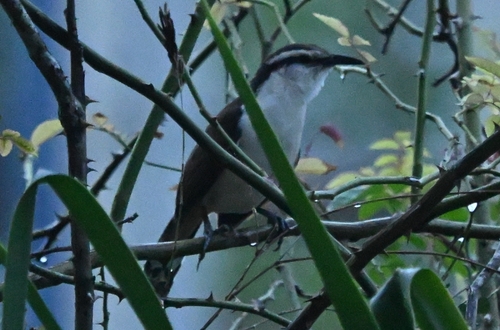 Bicolored Wren (Campylorhynchus griseus), photo 2