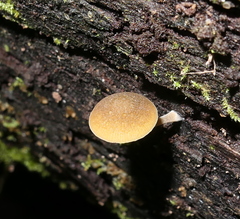 Simocybe phlebophora