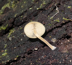 Simocybe phlebophora