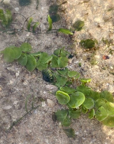 flattop seagrape (Caulerpa chemnitzia)