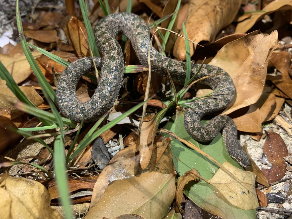 Ambergris Cay Dwarf Boa