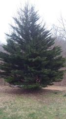 Cupressus × leylandii