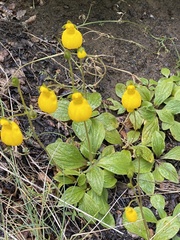 Calceolaria biflora