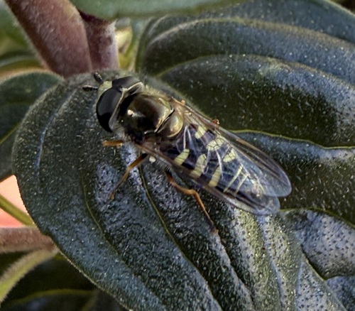 Unknown species found near 1914 Robbins St, Santa Barbara, CA 93101, USA