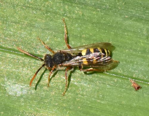 Marsham's Nomad Bee