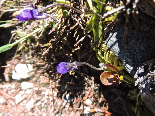 Pinguicula leptoceras (Pinguicula leptoceras)