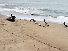 Pelecanus occidentalis