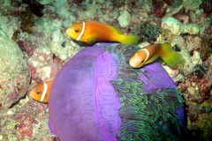 Amphiprion nigripes