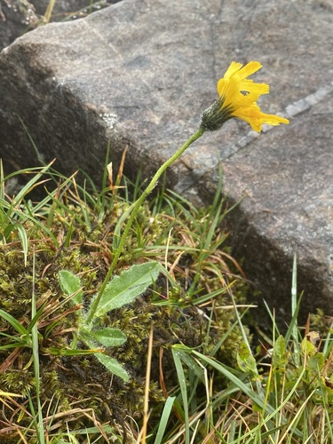 spear-leaved hawkweed (Hieracium neomarginatum)