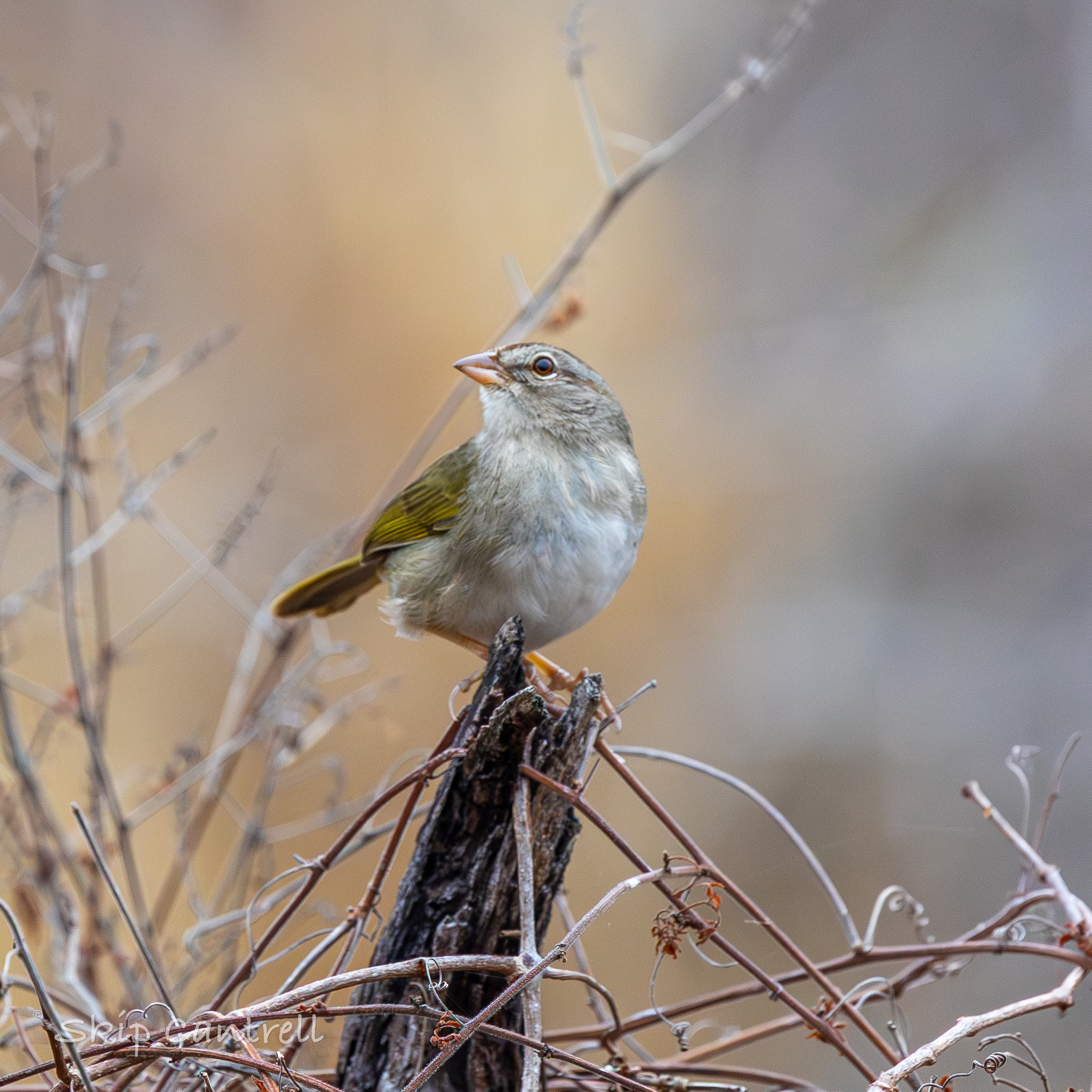 Olive Sparrow (Arremonops rufivirgatus), photo 5