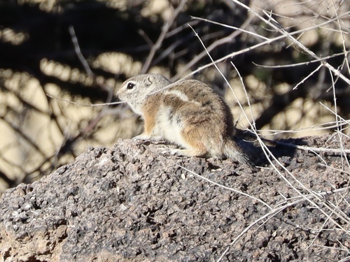 Texas Antelope Squirrel observed by juliejary