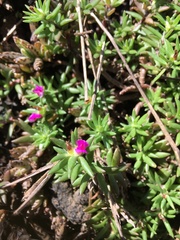 Portulaca villosa