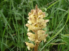 Orobanche pallidiflora