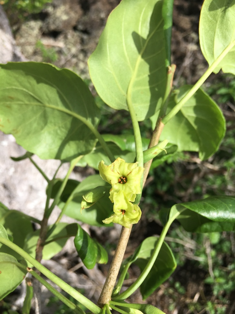 Nothocestrum latifolium