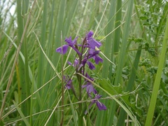 Anacamptis palustris