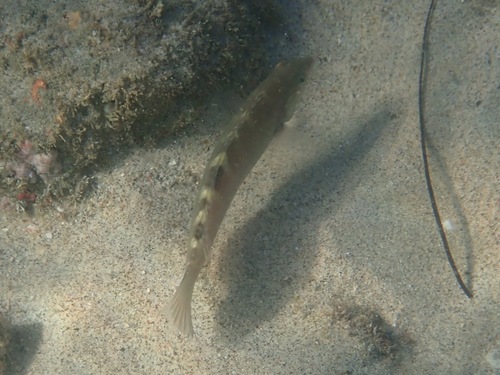Banded wrasse (Halichoeres notospilus) — Labridae — 4
