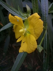 Ludwigia bonariensis