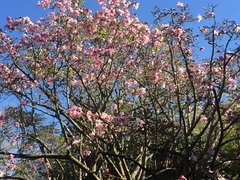 Magnolia dawsoniana