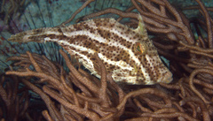 Pseudomonacanthus macrurus