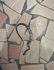 Oxyrhopus guibei