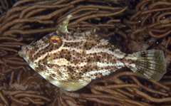 Pseudomonacanthus macrurus