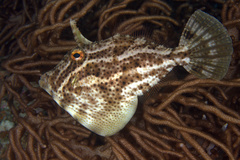 Pseudomonacanthus macrurus