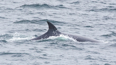 Balaenoptera borealis