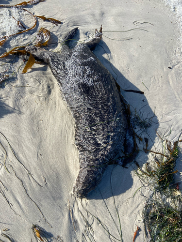 Sea otter