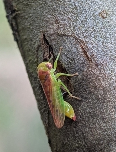 Austrocerus ipo, 2026-02-19