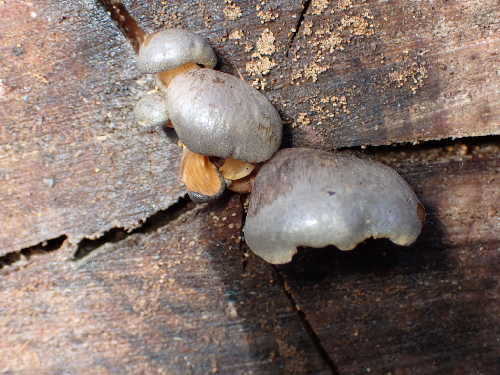 Sarcomyxa serotina · February 2026 · photo: © tidepooltales (iNaturalist, cc-by)