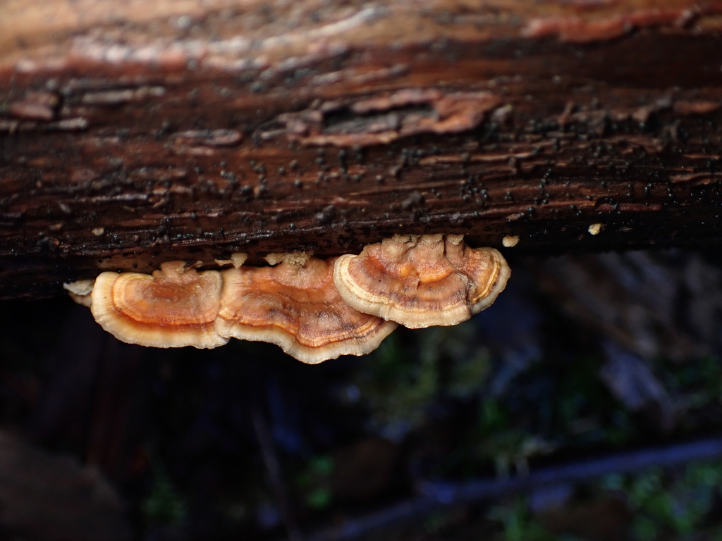 Trametes ochracea · February 2026 · photo: © tidepooltales (iNaturalist, cc-by)