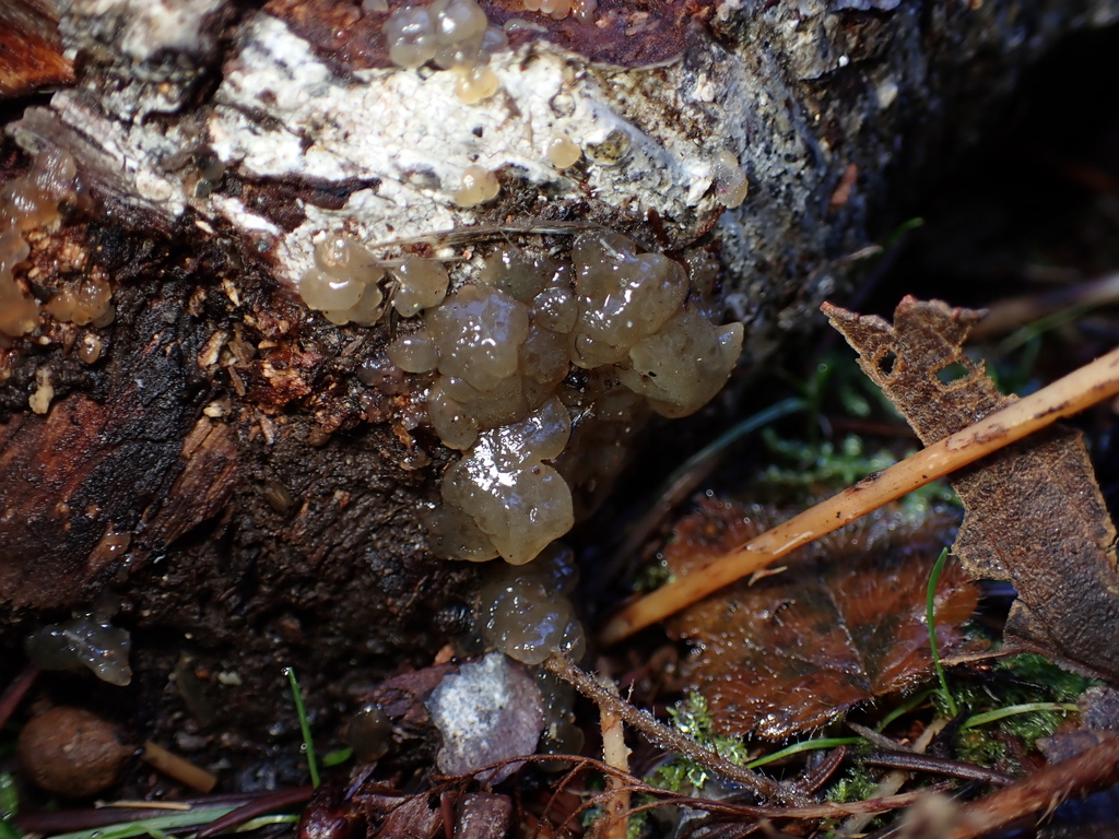 Myxarium nucleatum · February 2026 · photo: © tidepooltales (iNaturalist, cc-by)