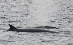 Balaenoptera borealis