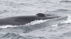 Balaenoptera borealis