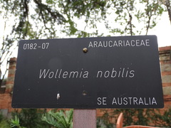 Wollemia