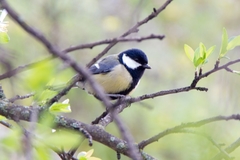 Parus major