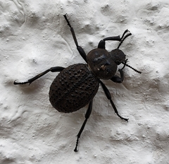 Scotobius pilularius