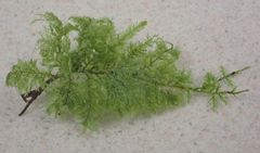 Camptochaete arbuscula