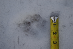 Canis latrans thamnos