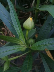 Ludwigia bonariensis